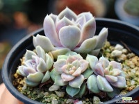 타이니버거 군생 S0581 다육식물