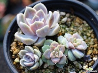 타이니버거 군생 S0581 다육식물