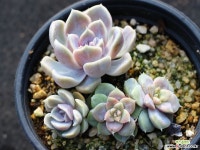 타이니버거 군생 S0581 다육식물