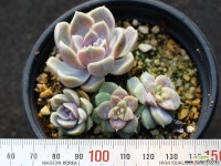 타이니버거 군생 S0581 다육식물