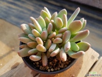 청키 091 0625 다육식물