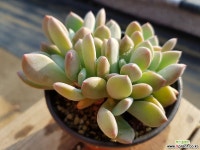 청키 091 0625 다육식물