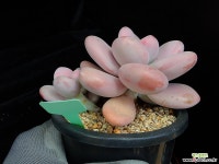 라온 925 다육식물