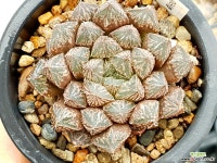 미러볼 28-24 하월시아