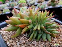 먼디 철화 6-039 다육철화