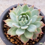 웨스턴블루-25 다육식물