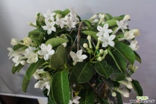 넝쿨자스민 넝쿨류