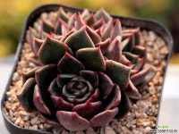 루돌프 자연군생 2-8594 다육식물