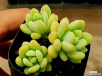 로치 31-24 다육식물