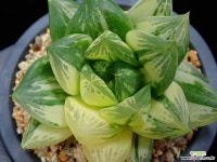 심비포미스클론 411 하월시아 심비포미스