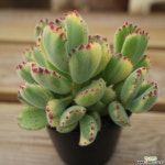 웅동자금 0628-59 다육식물