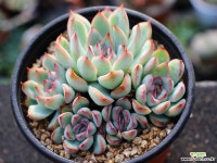 프리린제 군생 S0686 다육식물