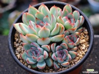 프리린제 군생 S0686 다육식물