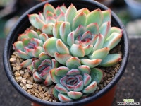 프리린제 군생 S0686 다육식물