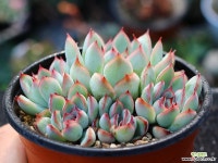 프리린제 군생 S0686 다육식물