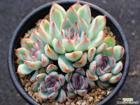 프리린제 군생 S0686 다육식물