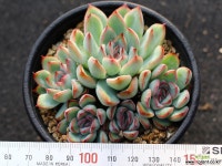 프리린제 군생 S0686 다육식물