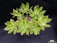 청전의사(분채배송) 다육식물