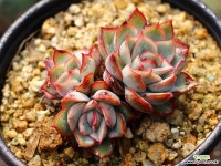 문가드니스 군생 S0431 다육식물