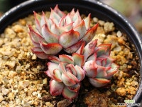 문가드니스 군생 S0431 다육식물