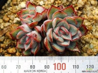 문가드니스 군생 S0431 다육식물