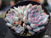 오리온 군생 S0456 다육식물