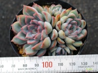 오리온 군생 S0456 다육식물