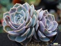 블루서프라이즈 군생 S0469 다육식물