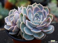 블루서프라이즈 군생 S0469 다육식물