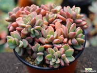 원종프리티 군생 S0477 다육식물