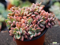 원종프리티 군생 S0477 다육식물