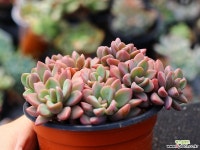 원종프리티 군생 S0477 다육식물