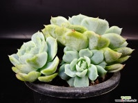 조세린10 다육식물