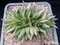 첼린져스토리철화대품 다육철화