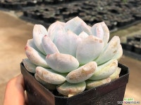 오렌지먼로(중) 34- 다육식물