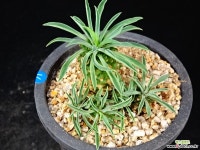 괴마옥 71 다육식물