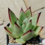 원종에보니(7-99 노) 다육식물