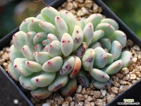 비얀트 군생 S0649 다육식물