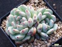 비얀트 군생 S0649 다육식물