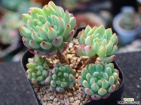 블루엘프 군생 S0695 다육식물