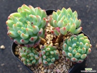 블루엘프 군생 S0695 다육식물