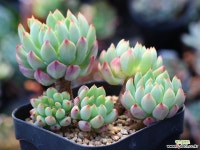 블루엘프 군생 S0695 다육식물