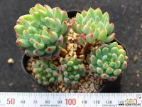 블루엘프 군생 S0695 다육식물