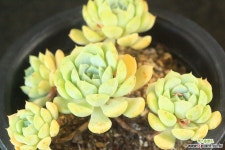 네오클라라 목질 군생 (SF0423) 다육식물