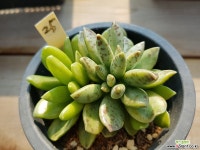 송충금25 다육금