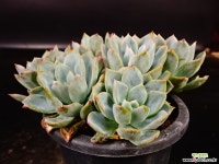 발렌시아 자연군생 3 다육식물