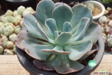 블루제이 다육식물