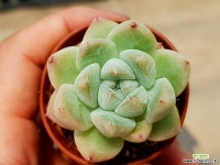 빙산 37-282 다육식물