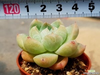 빙산 37-282 다육식물