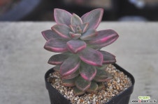 브론즈금(N114) 다육금